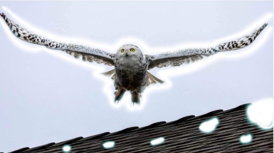 This+snowy+owl+has+been+spotted+flying+across+a+roof+showcasing+its+wide+wings+